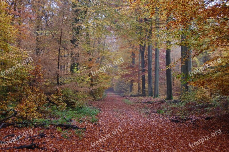 Autumn Forest Fall Colors Nature Free Photos