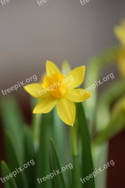 Narcis Spring Yellow Easter Flower Free Photos