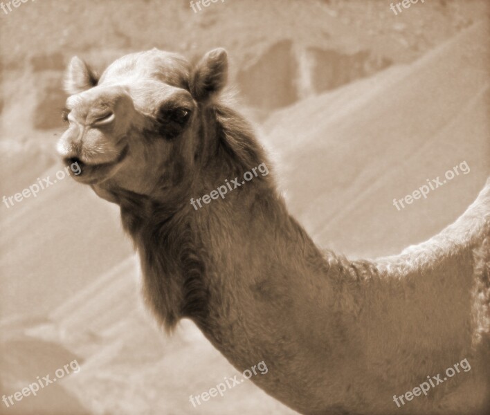 Camel Desert Travel Dune Hot