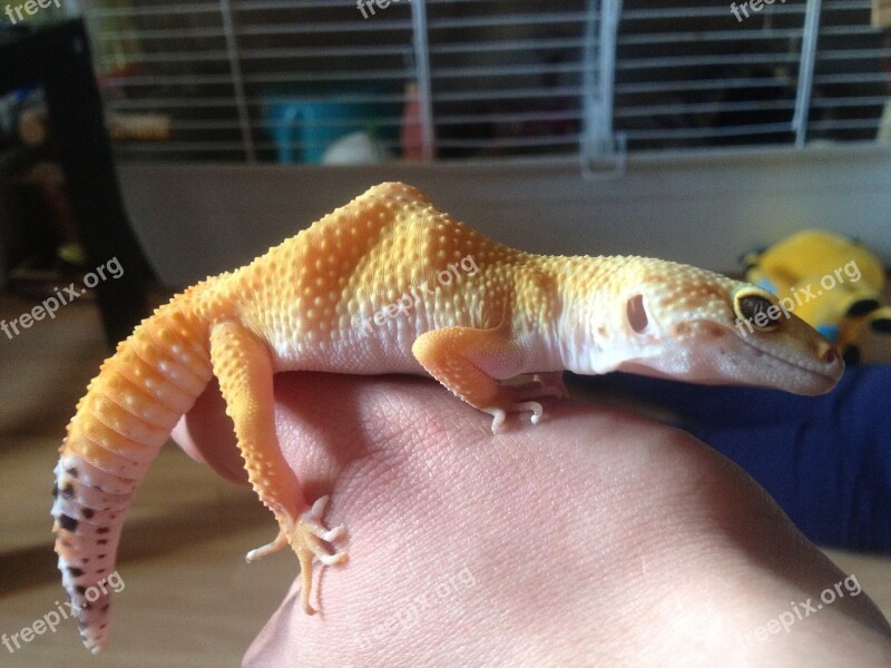 Leopard Gecko Gecko Yellow Hump Reptile