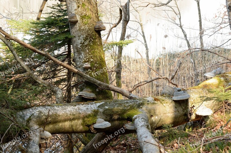 Tree Fungus Mushroom Tree Mushrooms On Tree Nature