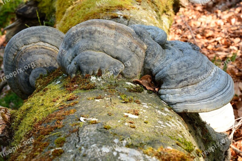 Tree Fungus Mushroom Tree Mushrooms On Tree Nature