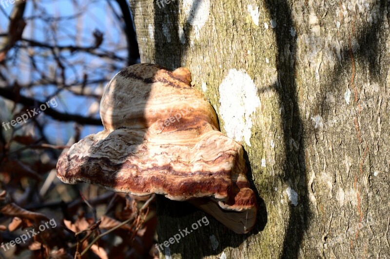 Tree Fungus Mushroom Tree Mushrooms On Tree Nature