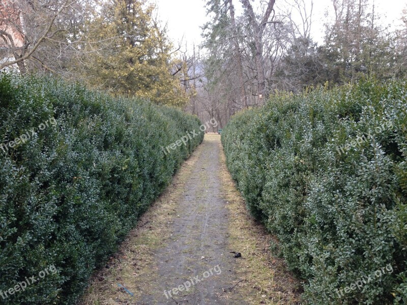 Bush Fence Evergreen Free Photos