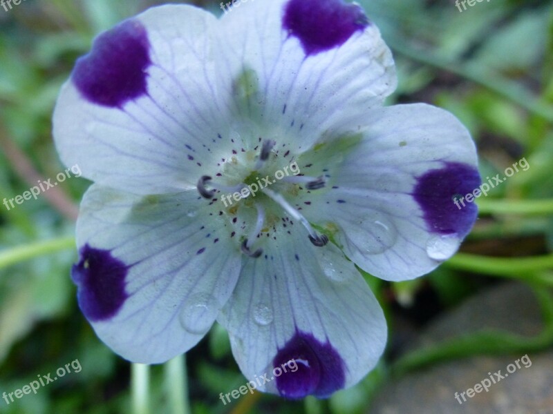 Wildflower Purple White Dew Drops Summer