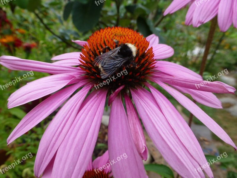 Echinacea Purpurea Purple Cone Flower Blooming Summer Bee