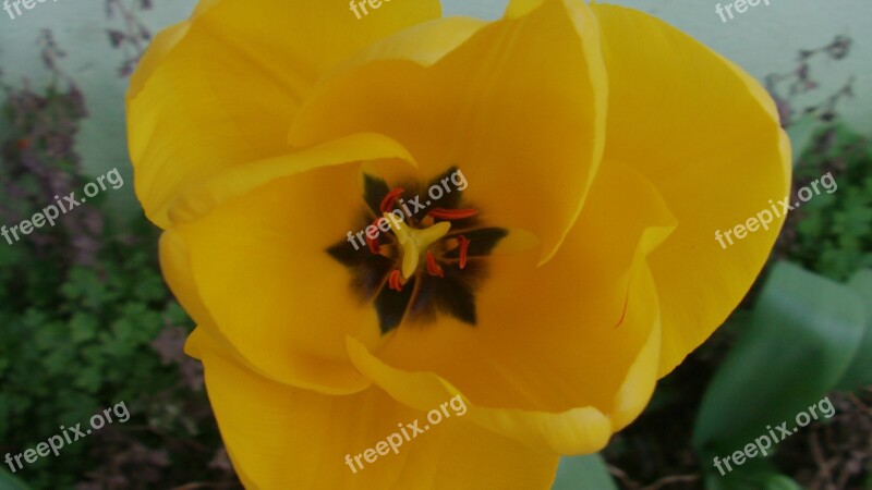 Flower Leech Landscape Yellow Orange