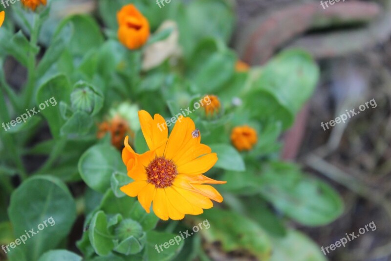 Flower Leech Landscape Yellow Orange