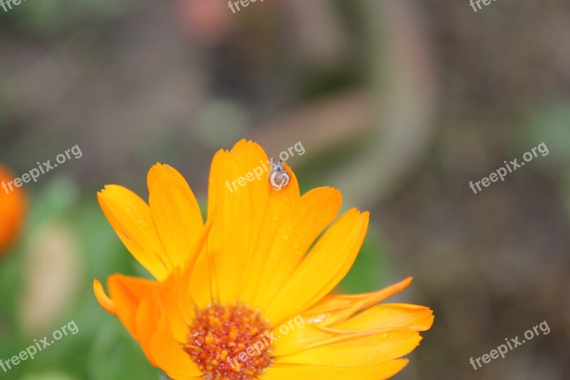 Flower Leech Landscape Yellow Orange