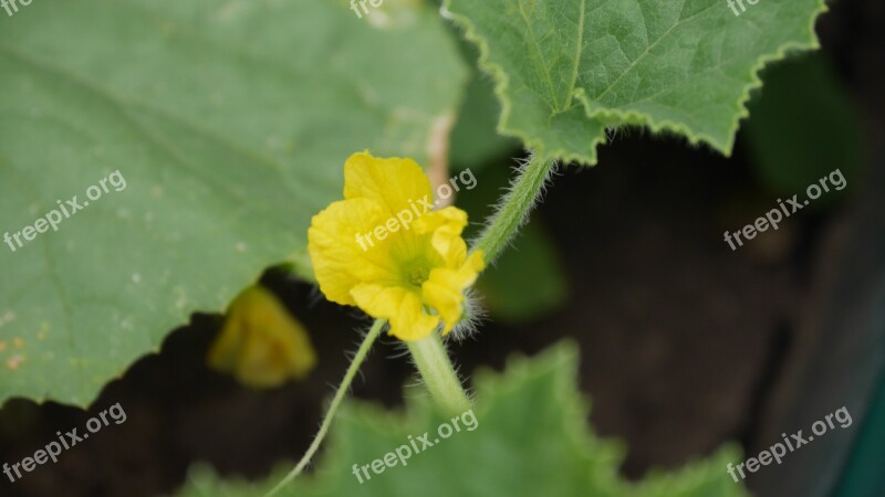 Melons Bud Fruit Harvest Autumn