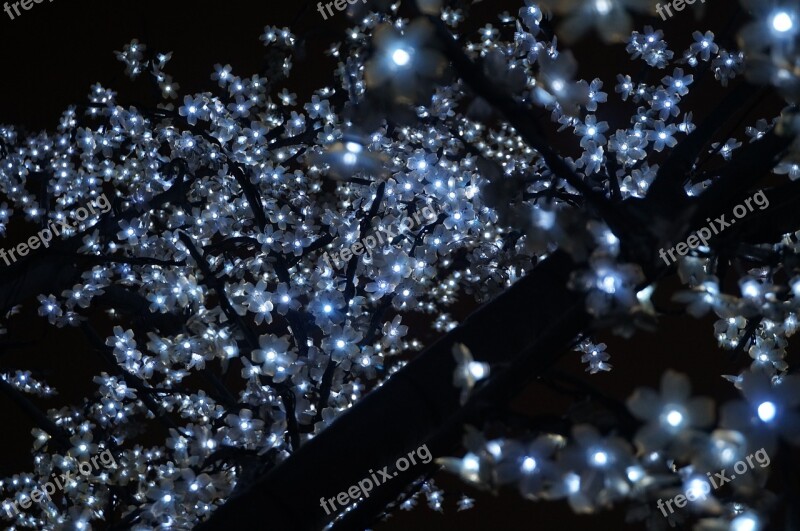 Electric Night Flowers Cherry Blossom Glitter