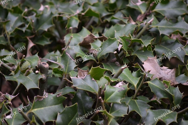 Holly Tips Nature Shrub Leaves