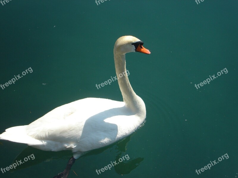 Swan White Water Lake River