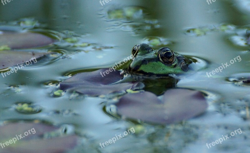 Frog Pond Green Amphibian Water Frog