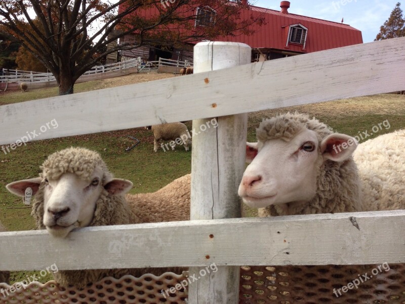 Sheep Mountain Ranch Japan Fence