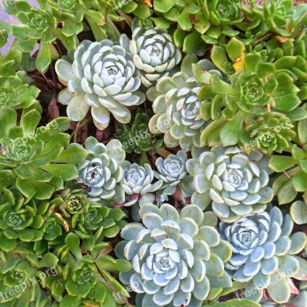 Succulents Flower Plant Green Garden