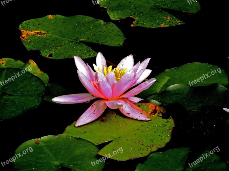 Waterlily Water Pond Botanic Free Photos