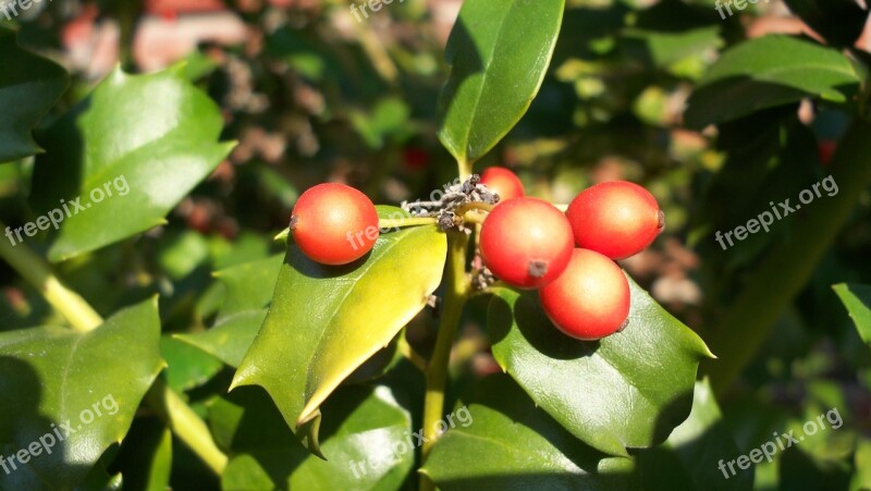 Holly Berries Christmas Xmas Red