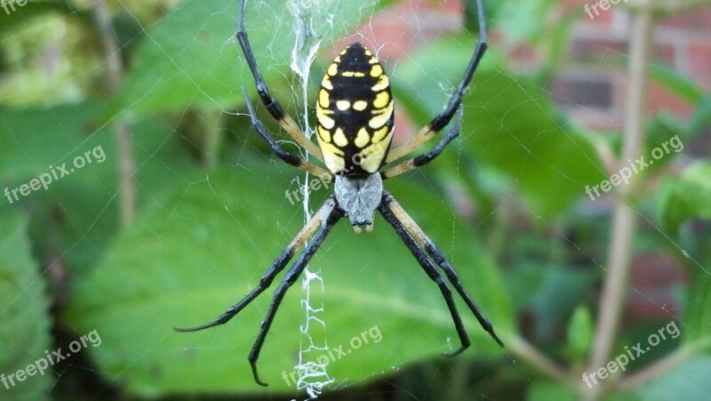 Spider Green Nature Web Insect