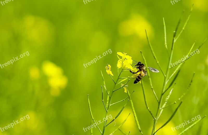 Grass Bee Nature Insect Summer