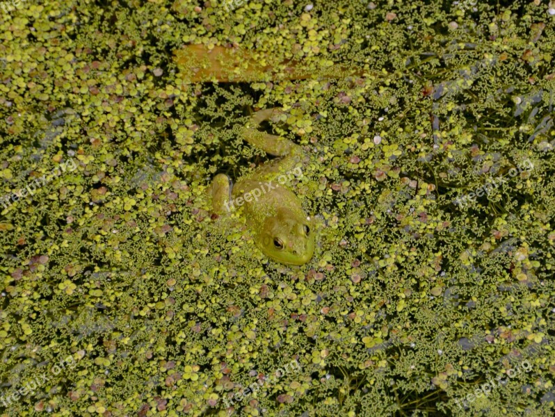 Camouflage Frog Hide Green Pond