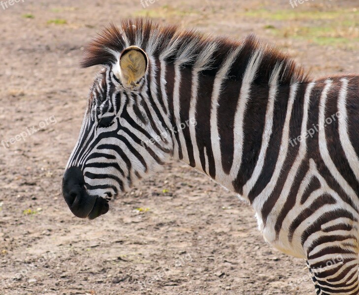 Zebra Striped Black And White Zoo Animal