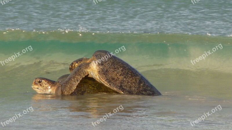 Turtles Mating Sea Nature Shell