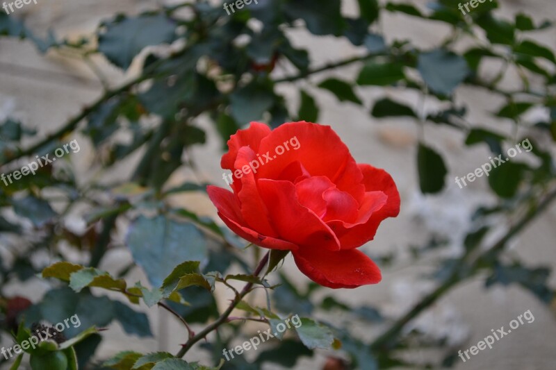 Pink Red Flower Rosebush Petals