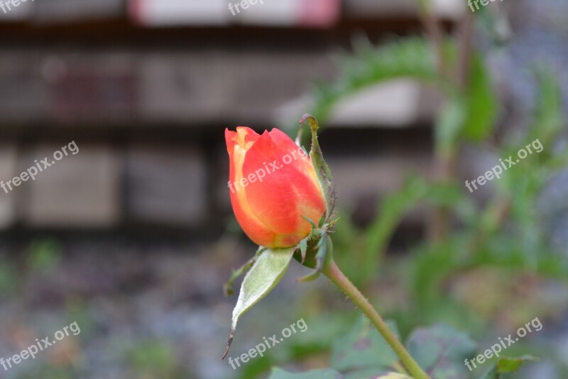 Pink Red Flower Rosebush Petals