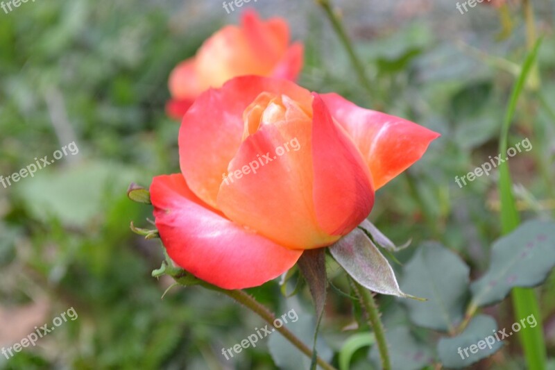 Pink Red Flower Rosebush Petals