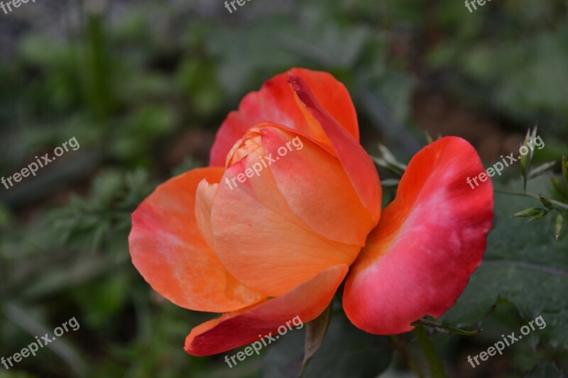 Pink Red Flower Rosebush Petals