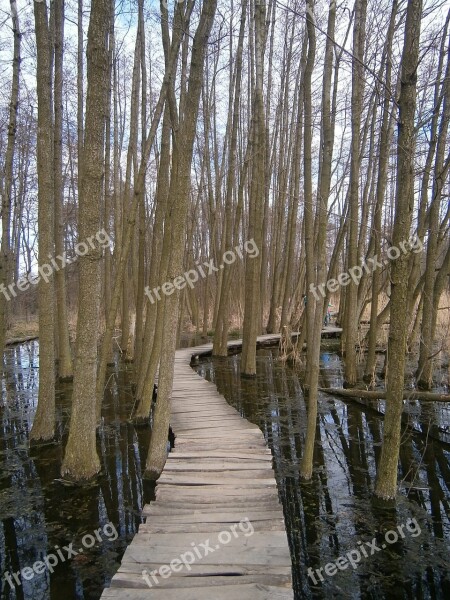 Trees Lane Footbridge Water Swamp