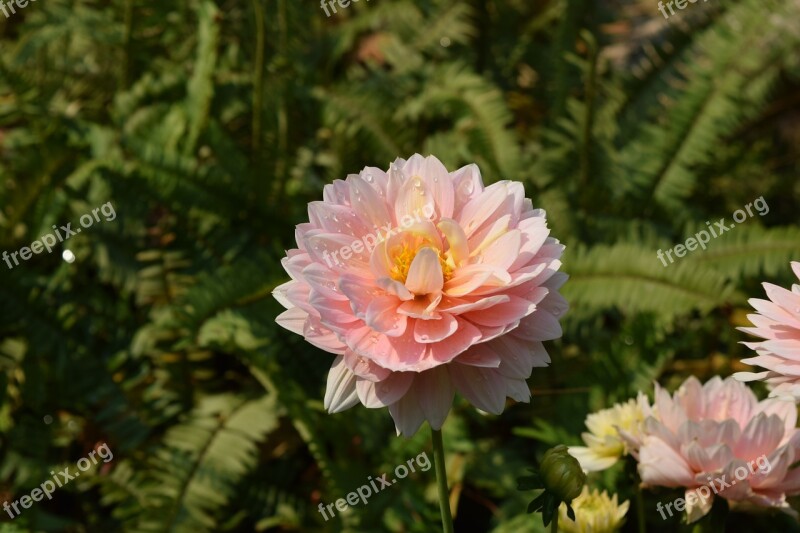 Pink Fresh Flower Flavor Flowers Chiang Mai Thailand Free Photos