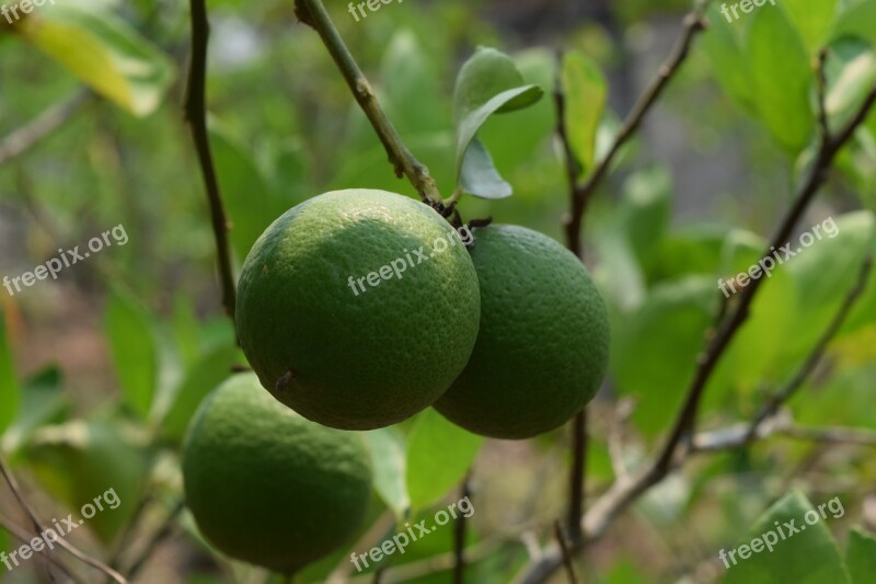 Lemon Lime Green Green Fresh Lemon Lemon Free Photos