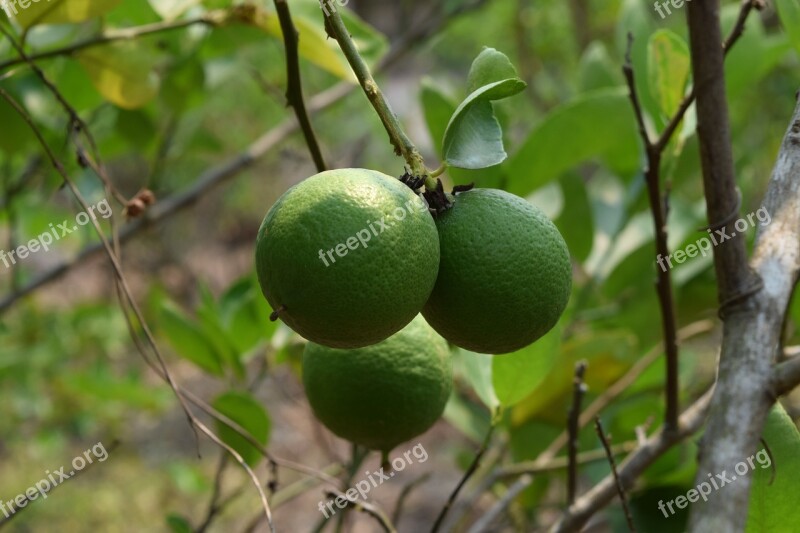 Lemon Lime Green Green Fresh Lemon Lemon Free Photos