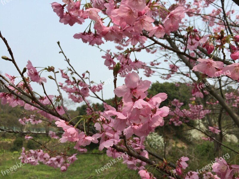 Cherry Blossoms Sunlight Sakura Spring Spring Flowers Spring In Japan