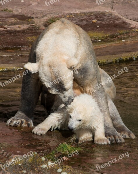 Spring Polar Bear Young Animal Charlotte Polar Bear Cub