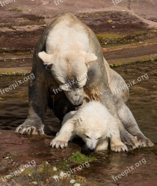 Spring Polar Bear Young Animal Charlotte Polar Bear Cub