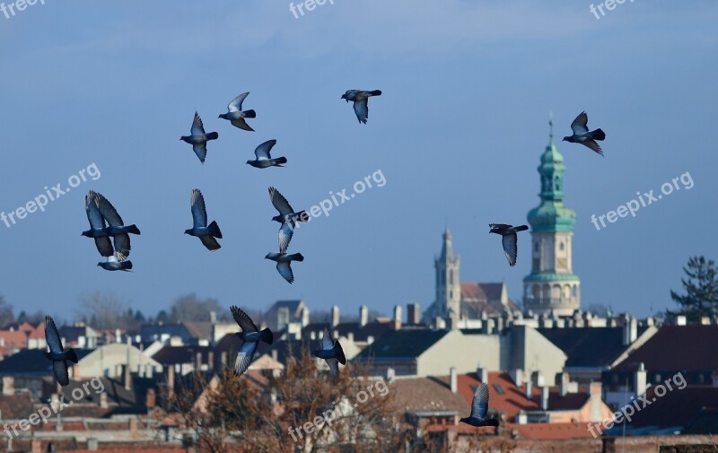 Spring Sopron Hungary Hungary Doves City