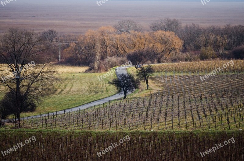 Winter Hungary Wood Gray Free Photos