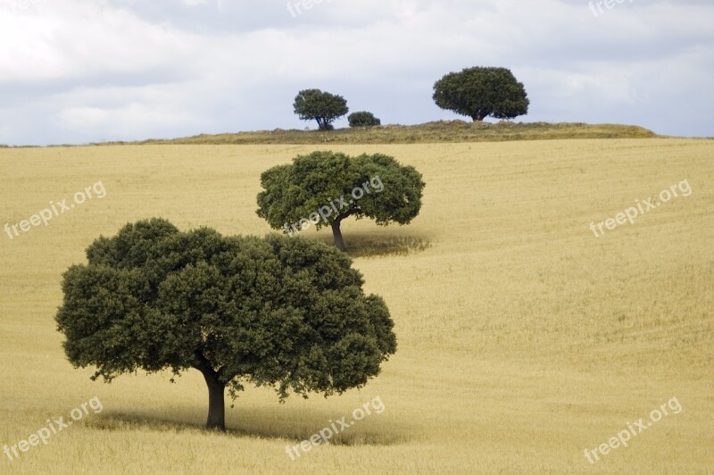 Landscape Trees Nature Castile La Mancha Free Photos