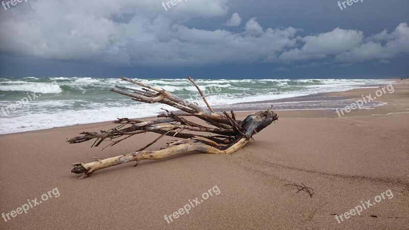 Forward Beach Driftwood Free Photos