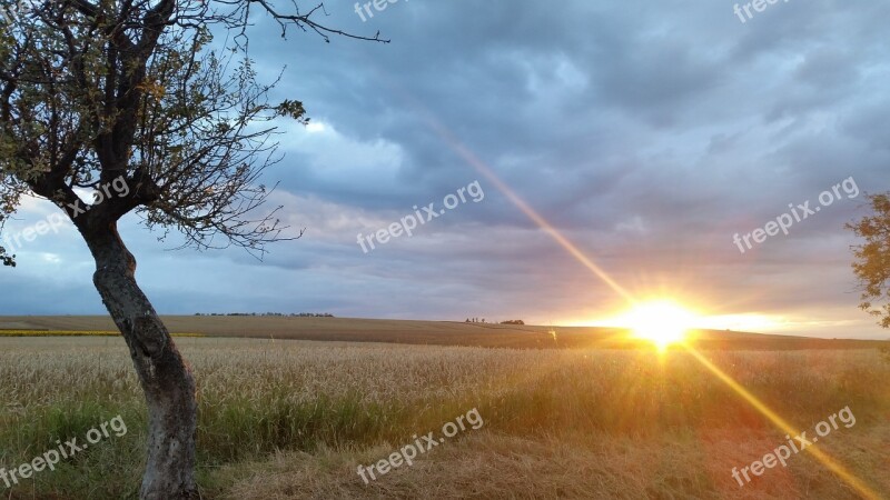 Sunset Field Gold Field Nature Sunlight