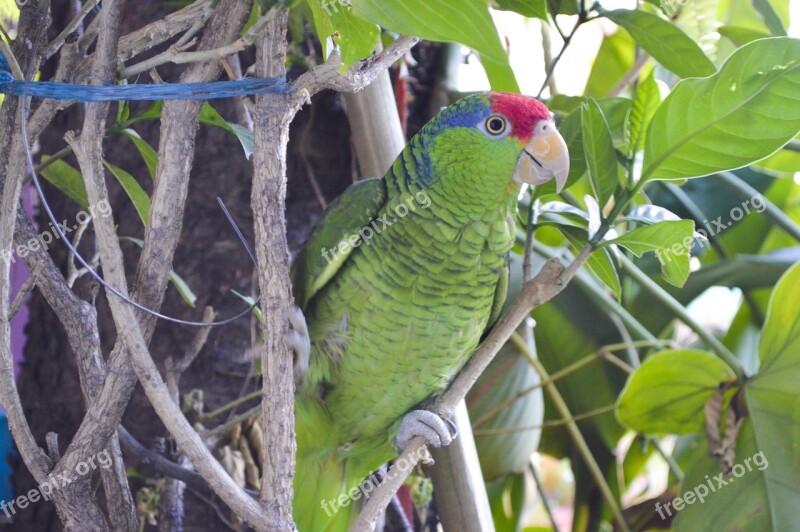 Nature Cotorrito Victor Perico Ave