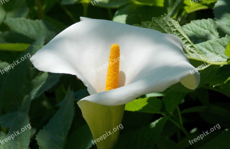 Plank Flower Peace Lily Vaginal Sheet Blossom