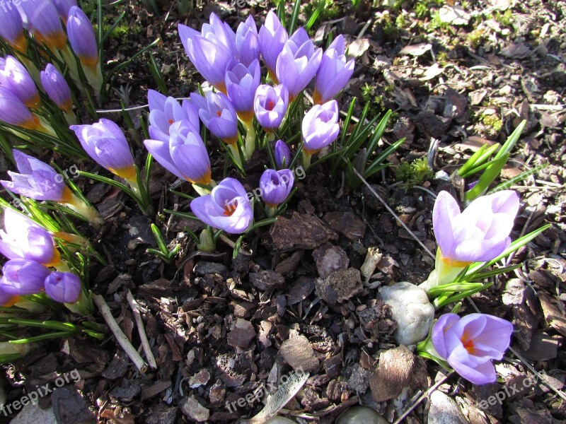 Spring Flower Crocus Purple Bühen Flora