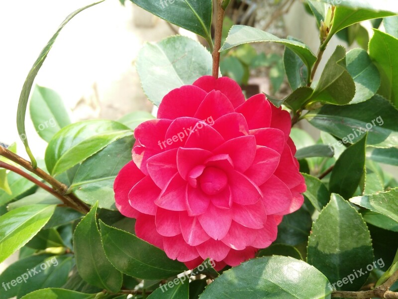 Flower Camellia Tea Flower Free Photos