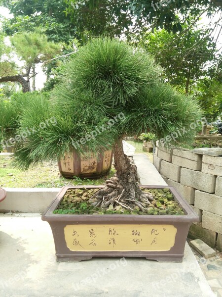 Bonsai Tree Pine Tree Potted Plants Free Photos