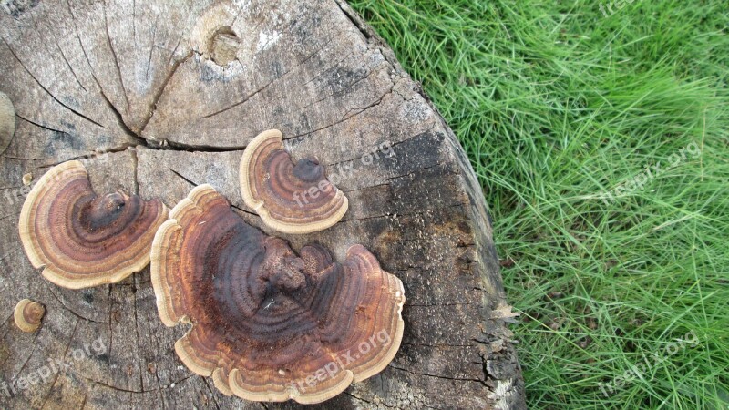 Wood Head Mushroom Plant Grassland Natural