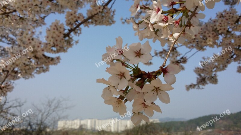 Cherry Blossom Spring Nature Landscape Pink Flower